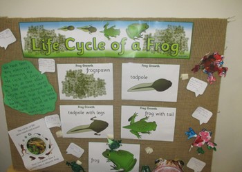 It’s a frog’s life at St Nicholas! IMAGE
